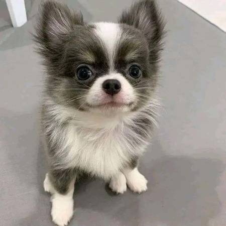 Dog sales - Scams warning 1