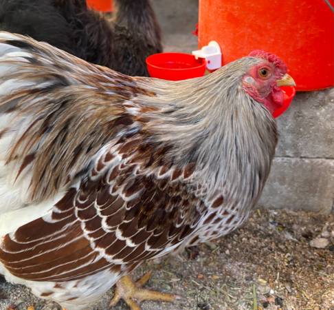 Rehoming wyandotte bantam rooster - farm & garden - by owner