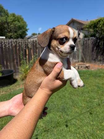 Adorable Chug (Chihuahua Pug mixed) Pups! (san jose south)