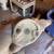 Mustang fastback parts 1 thumbnail