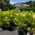 Crape Myrtle, Hydrangea, Barberries, Boxwoods, and more. $18.97 7 thumbnail