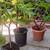 5 gallon yellow plumeria 7 thumbnail