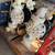 GRACO HUSKY 2200 2” diaphragm pump (New) 4 thumbnail