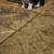 Basset hound puppies 2 thumbnail