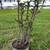 large potted plants 2 thumbnail