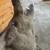 Javelina Mount 1 thumbnail