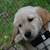 American standard golden retriever puppy 1 thumbnail