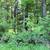 Vacant Wooded Parcel in Wisconsin Dells 7 thumbnail