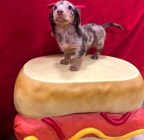 Gorgeous Small Dachshund (Sacramento)63881395360769120