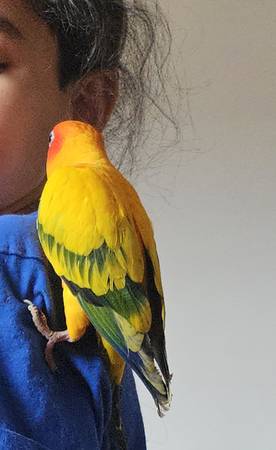 Sun conure. Conure. 1