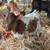 Mini calves 2 thumbnail