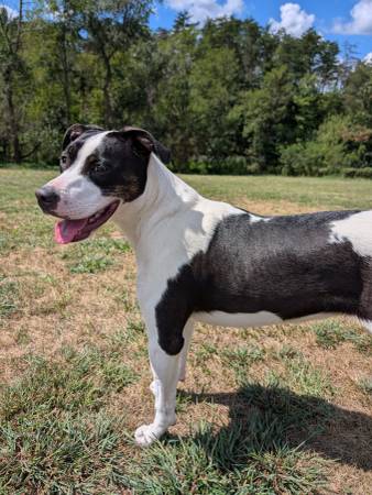 9 month old pitbull mix puppy63953130670595124