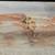 Leopard geckos 1 thumbnail