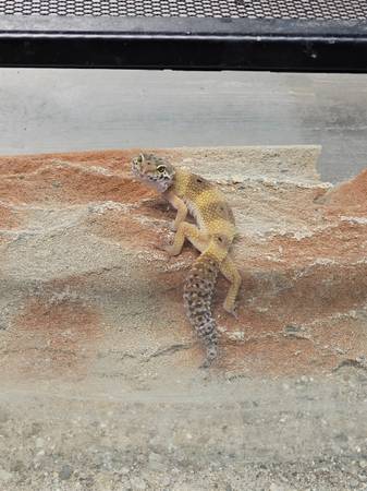 Leopard geckos 1