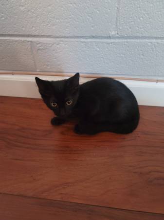 Kitten in need of Forever home64048128912129120