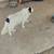 Dog needs a good home 5 thumbnail