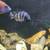 Cichlids 1 thumbnail