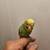 Hand-fed baby parakeet very friendly 6 thumbnail