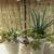 Aloe Vera and Succulent Potted Plants 2 thumbnail