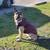 Female German Shepherd looking for a new home 4 thumbnail