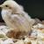 Serama bantams chicks 5 thumbnail