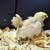 Serama bantams chicks 7 thumbnail
