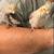 Cockatiels 1 thumbnail