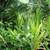 Gingers, Lilies, Bromiliads, Swiss Cheese (see list various prices) 3 thumbnail