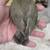 Newborn Hand Raised Lovebirds 6 thumbnail