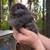 Bunnies - Holland Lop / Lionhead Mix - Rabbits 9 thumbnail