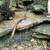 17 acres backs to State Park in Hillsboro, MO 6 thumbnail