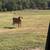 Cows 14 thumbnail