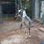 Miniature Nubian- Polled-Blue Eyed- Moon spotted Roan BUCK- Josiah 3 thumbnail