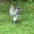 Rooster 2 thumbnail