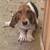 American Basset Hound Pup 1 thumbnail