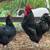 Australorp Rooster – young + 1 older (chicken) 4 thumbnail