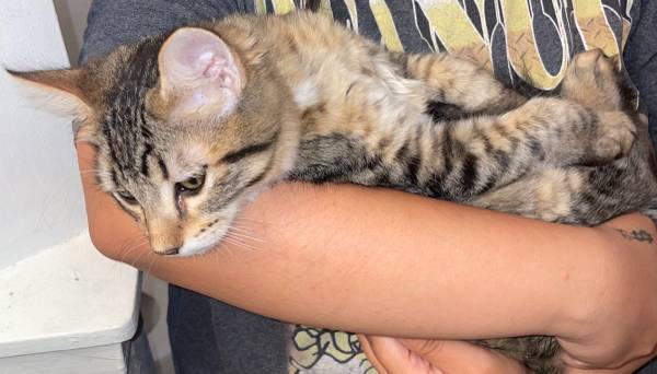 ? Cachorros dulces buscando hogares amorosos ? (Glendale)64300239777922122