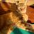 Very Sweet Female Orange Cat for Adoption 8 thumbnail