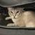 Cat- good home only 2 thumbnail