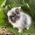 Dwarf Double Mane Lionhead Bunny - Magpie doe 1 thumbnail