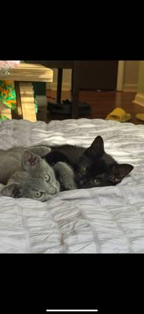 Cute & Cuddly Kittens Ready for Home! (Cincinnati)63925118862850122