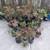 150 Pots of Beautiful Healthy Strong Plants - Jade succulent aloe 6 thumbnail