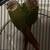 2 Pineapple conure parrots 6 thumbnail