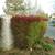 Lawn service weekly/biweekly commercial & resedential 19 thumbnail