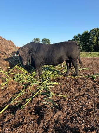 Simmental Beef Bull 1