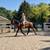 Versatile Warmblood Gelding for Sale 15 thumbnail