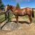 Fun and safe kids horse, family horse, etc 5 thumbnail