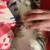 Male kittens 3 thumbnail