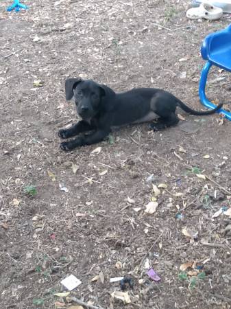 Female puppy63622370902657121