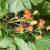 Half Price Black Raspberry Plants 1 thumbnail